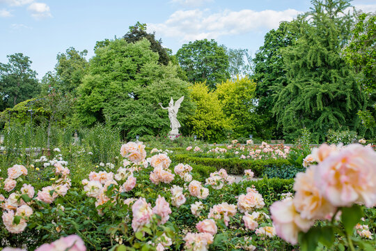 Roses in the Royal Wilanow Palace in Warsaw, Poland. 