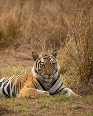 bandhavgarh wild male bengal tiger or panthera tigris face close up Fine art image or portrait with eye contact in summer season safari at bandhavgarh national park forest reserve madhya pradesh india