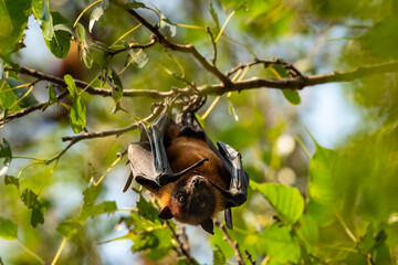 indian flying fox or greater indian fruit bat or Pteropus giganteus face closeup or portrait hanging on tree with wingspan eye contact at ranthambore national park forest tiger reserve rajasthan india