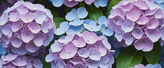 Fototapeten hydrangea flowers in light impressionist oil painting style. Light blue and light purple Hydrangea flowers in full bloom, in the garden. Wide format.  © Random_Mentalist