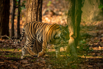 indian wild male bengal tiger or panthera tigris on stroll in morning safari for territory marking in natural scenic background at bandhavgarh national park forest reserve madhya pradesh india