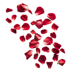 Romantic Red Rose Petals on White, Perfect for A beautiful day , Weddings, and Celebrations , a Symbol of Love and Natural Beauty.