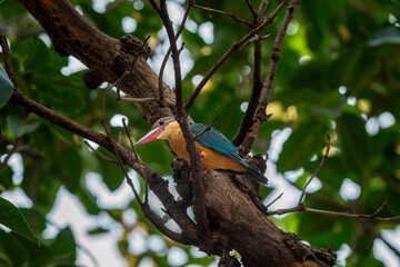 stork billed kingfisher or tree kingfisher or Pelargopsis capensis bird closeup perched on tree branch in natural green background during winter season safari at national park forest of india