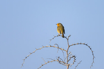 A cute little European robin standing on a small branch