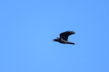 Obraz premium A northern raven in flight on a sunny day in summer