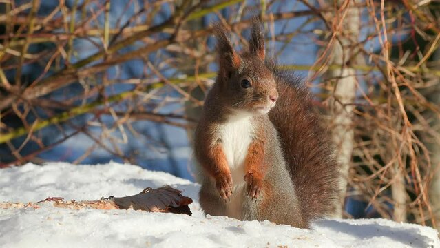 red squirrel animal on ground feed on hazelnut slow zoom in sunny day sciurus vulgaris natural world norway