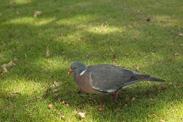 Common wood pigeon (Columba palumbus), also known as wood pigeon walking on grass on the ground.