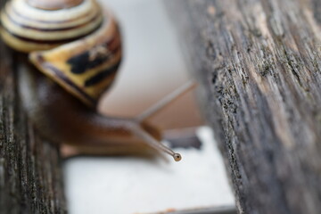 Snail close up on eye