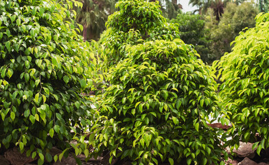 banyan tree, air purifying plant, garden decoration