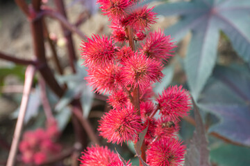 Red flower of castor oil plant, Ukraine