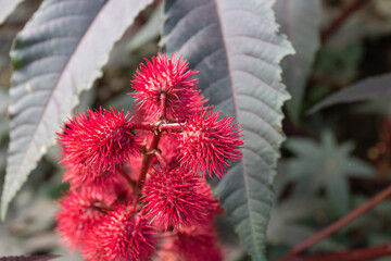 Red flower of castor oil plant, Ukraine