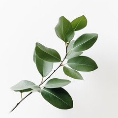 An isolated green plant branch sprig on white background 