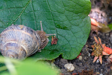 Snail on green leaf. Common garden snail on leaf on soil background
