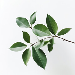A beautiful natural plant branch with green leaves isolated on white background