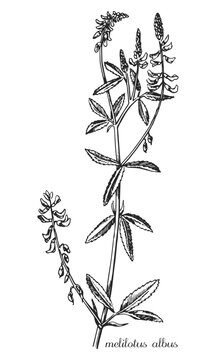Monochrome melilotus, black and white melilotus hand drawing. Vector modern vintage botanical illustration of melilotus albus with flowers, leaves. Medicinal natural herb. Sweet clover.