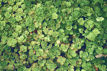 Succulents leaves abstract background green. High quality photo