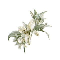 Fototapeta na wymiar Watercolor composition of white lily flowers with leaves. For postcards, invitations, flyers, websites, flower stores, labels, packaging, wrapping paper.
