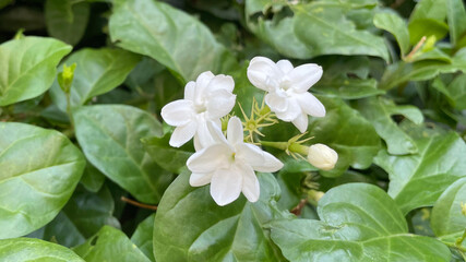 Jasmine flowers with fresh leaves in the garden