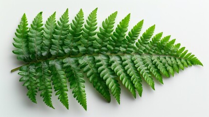 A Green Fern Leaf on a White Background