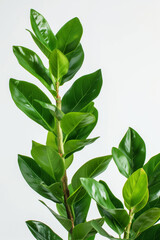 Obraz premium Poster with green tropical leaves zamioculcas isolated on white