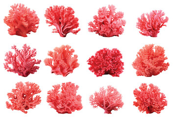 Red coral vector set isolated on white background