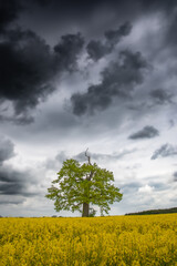 Baum im Rapsfeld mit Regenwolken