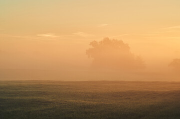 Fototapeta na wymiar Tree covered in fog in the morning in northern germany. High quality photo