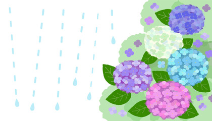 vector background image of colorful hydrangea flowers  with rain drops