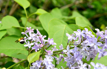 bumblebee sitting on the lilac bush isolated copy space
