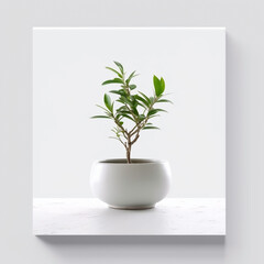 Small decorative interior greenery indoor plant on a white ceramic pot in white background 