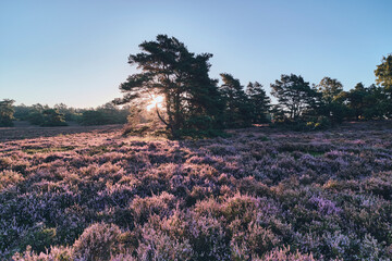 Field of heather in Fischbeker Heide at sunrise. High quality photo