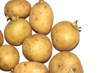 Sprouting New Potato Vegetable on White Background