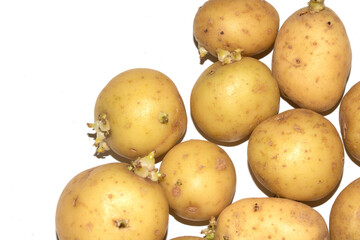 Sprouting New Potato Vegetable on White Background
