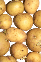Sprouting New Potato Vegetable on White Background