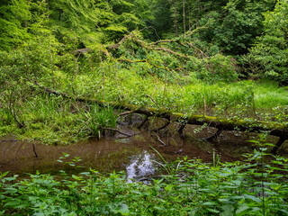 Obraz premium Sumpflandschaft