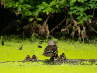 Mandarinente mit Küken