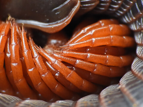 millipedes
