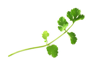 Coriander leaf isolated on white background. Top view. Flat lay