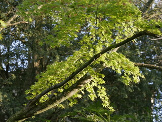 A dream of spring, fresh vivid green leaves of japanese maple tree. Leaf out of acer japonicum