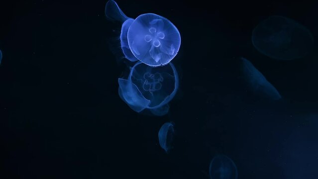 moon Jellyfish 4K UHD