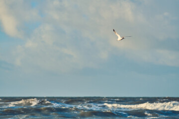 Seagull flying over waves on northern sea. High quality photo - 731620644