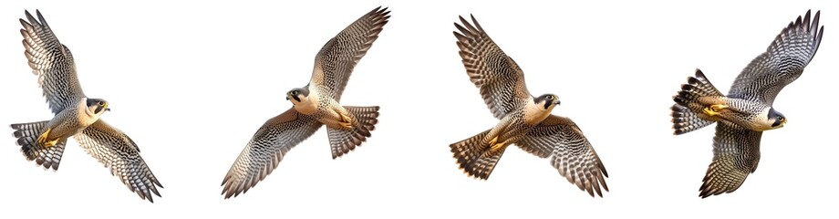 falcon peregrine flying on transparent background.
