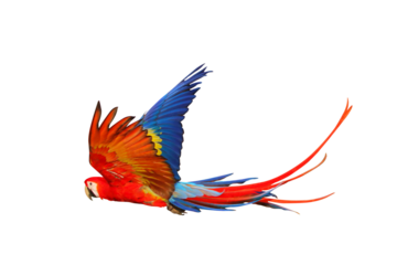 Colorful flying Scarlet Macaw parrot isolated on transparent background png file