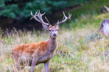 Hirsch - Rothirsch - Geweih - Allgäu - Brunft