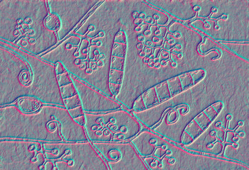 Fungi Trichophyton mentagrophytes, 3D illustration