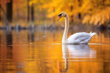 Fototapeta premium swan on the lake.