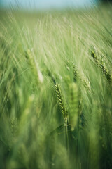 Green Crops growing in field. High quality photo