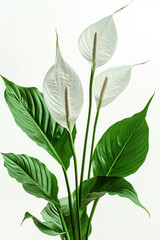 spathiphyllum leaves and flowers with white background