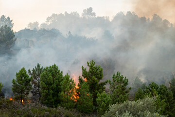 Fúria das chamas: Incêndio florestal devasta pinheiral com labaredas enormes