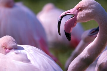Flamingo mit offenen Schnabel - obrazy, fototapety, plakaty